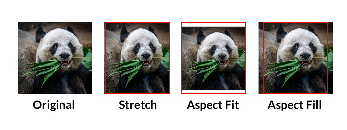Une photo de panda d'origine, puis en Stretch (déformée), Aspect Fit (entière, avec des marges) et Aspect Fill (bords rognés)